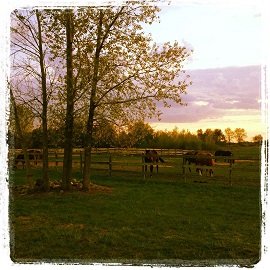 Sandalwood Ranch turnout paddocks at sunset.